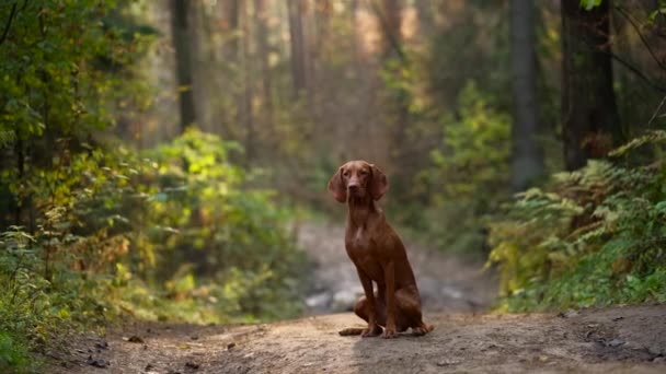 Cão na floresta de outono. Húngaro vizsla ao ar livre — Vídeo de Stock