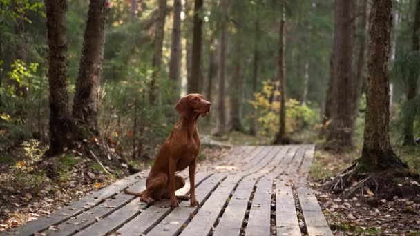 Hund i efteråret skov. Ungarsk vizsla udendørs – Stock-video