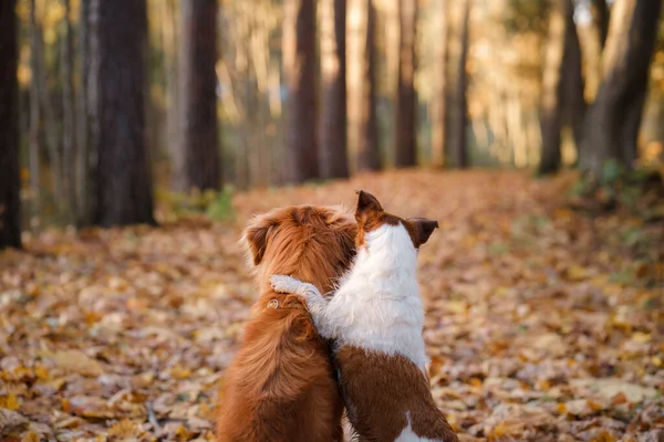 Hund i gula blad i parken. Nova Scotia retriever och och jack russell terrier för en promenad i höstparken — Stockfoto