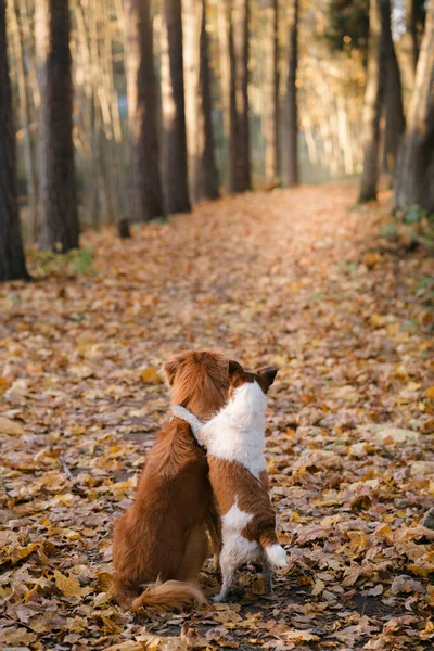 Perro en hojas amarillas en el parque. Nova Scotia retriever y y jack russell terrier para dar un paseo en el parque de otoño —  Fotos de Stock