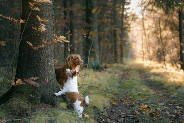 Pes ve žlutém listí v parku. Nova Scotia retrívr a Jack Russell teriér na procházku v podzimním parku — Stock fotografie