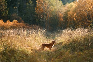Sonbahar parkının arka planındaki köpek. Nova Scotia ördek av köpeği.