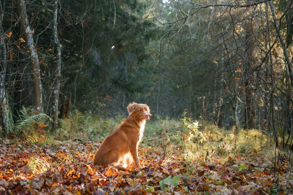 秋の公園を背景に犬 ノバスコシアダックは秋にリトリーバーを許容 — ストック写真