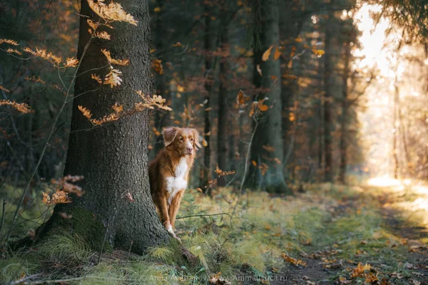 공원에 노란 나뭇잎이 있는 개. Nova Scotia Duck Tolling Retriever for a walk in the autumn park — 스톡 사진