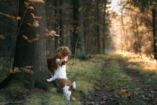 Chien en feuilles jaunes dans le parc. Récupérateur de la Nouvelle-Écosse et Jack Russell Terrier pour une promenade dans le parc d'automne — Photo