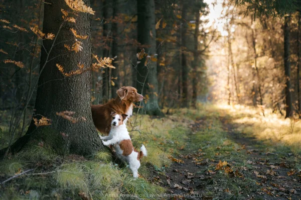 Pes ve žlutém listí v parku. Nova Scotia retrívr a Jack Russell teriér na procházku v podzimním parku — Stock fotografie