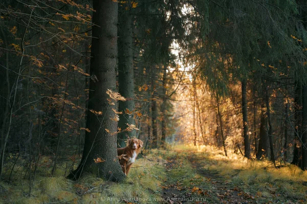 Dog in yellow leaves in the park. Nova Scotia Duck Tolling Retriever for a walk in the autumn park — Stock Photo, Image