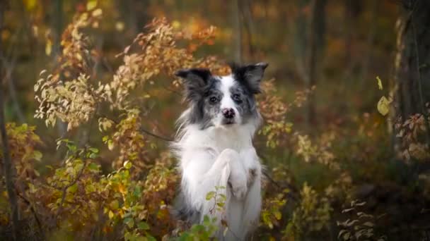 Hund i naturen. Hösthumör. Gräns collie i löv faller i skogen — Stockvideo