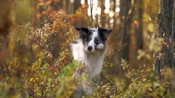 Собака в природі. Осінній настрій. Прикордонна коллі в листі падає в лісі — стокове відео