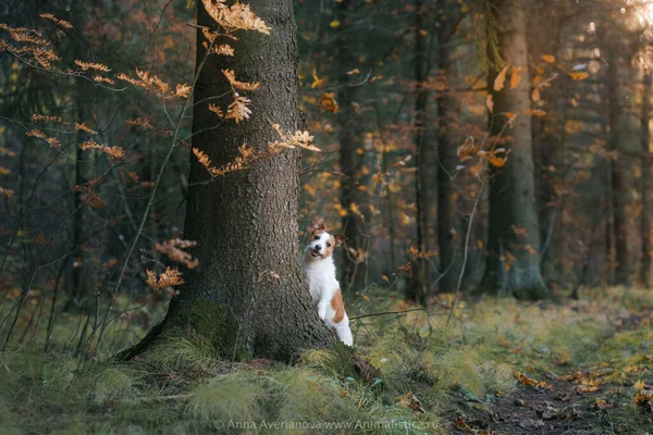 Perro en hojas amarillas en el parque. divertido jack russell terrier asomándose desde detrás de un árbol — Foto de Stock