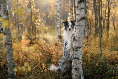 Köpek pençelerini ağaca dayadı. Sonbahar havası. 