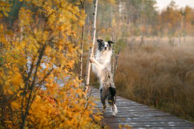 Köpek pençelerini ağaca dayadı. Sonbahar havası. 