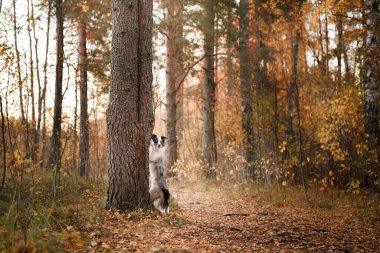 Köpek pençelerini ağaca dayadı. Sonbahar havası. 
