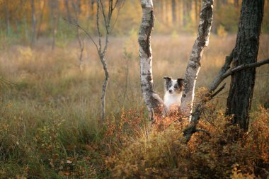 Köpek pençelerini ağaca dayadı. Sonbahar havası. 