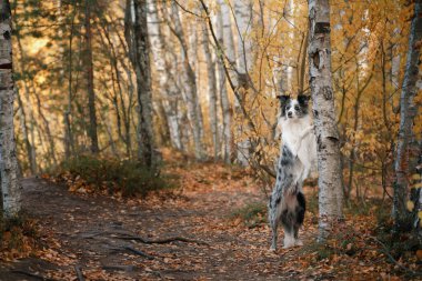 Köpek pençelerini ağaca dayadı. Sonbahar havası. 