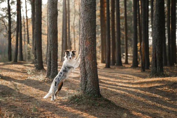 El perro puso sus patas en el árbol. Humor de otoño. —  Fotos de Stock