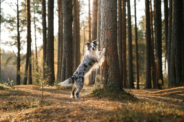 Le chien posa ses pattes sur l'arbre. Humeur d'automne. — Photo