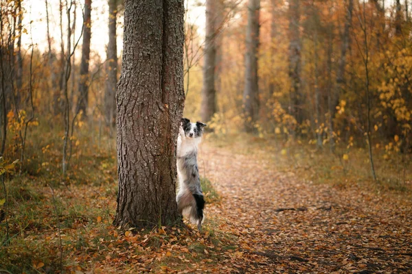 개는 발을 나무에 대었다. 가을의 기분. — 스톡 사진