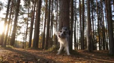 Köpek pençelerini ağaca dayadı. Sonbahar havası. 