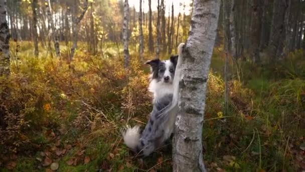 Hunden satte sina tassar på trädet. Höststämning. — Stockvideo