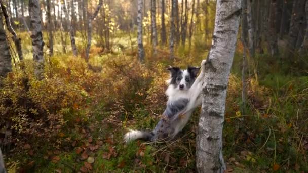 Собака кладе лапи на дерево. Осінній настрій . — стокове відео