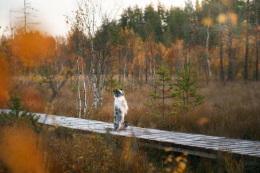 Doğadaki köpek. Sonbahar havası. Yapraklı çoban köpeği ormana düştü.