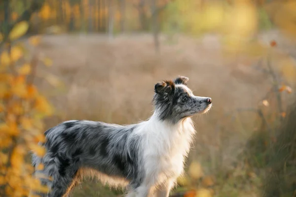 Cão na natureza. Humor de outono. Fronteira collie na folha cair na floresta — Fotografia de Stock