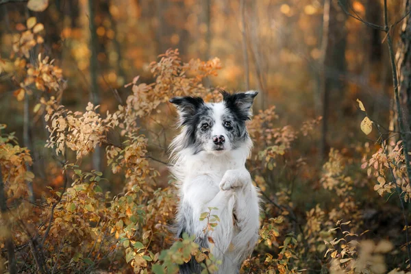 Hund i naturen. Hösthumör. Gräns collie i löv faller i skogen — Stockfoto