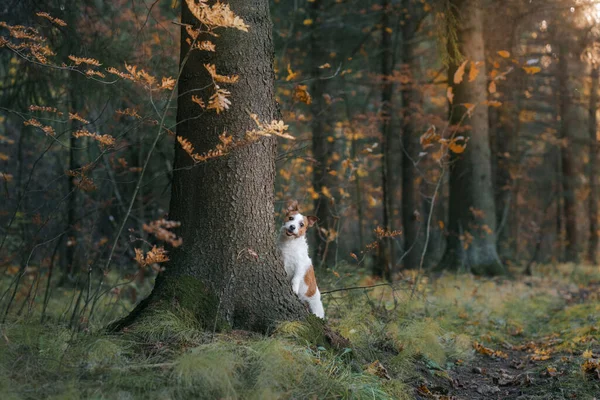 공원에 노란 나뭇잎 이 있는 개. 가을 공원을 산책하기 위해 잭 러스티 셀 테리어 — 스톡 사진