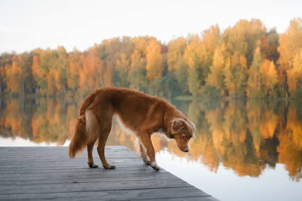 Hund am See in der Morgendämmerung im Herbst. Nova Scotia Entenmaut-Retriever in der Natur. Spaziergang mit einem Haustier im Laubfall — Stockfoto