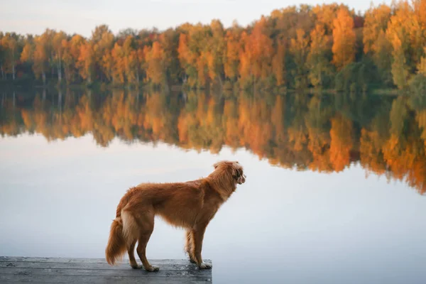Chien sur le lac à l'aube en automne. Nouvelle-Écosse canard péage récupérateur dans la nature. Marcher avec un animal de compagnie à la chute des feuilles — Photo