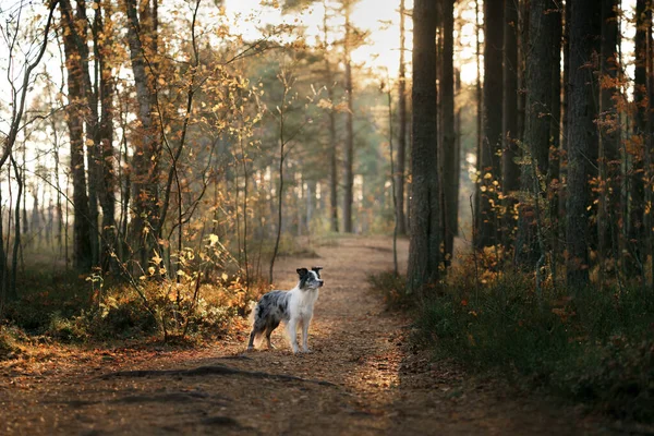Hond in de natuur. Herfst stemming. Grens collie in blad vallen in het bos — Stockfoto