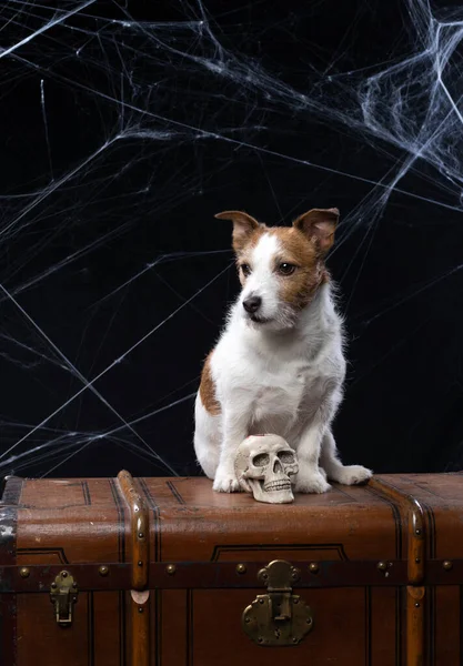 Jack Russell terrier med en skalle. Festlig hund för halloween. — Stockfoto