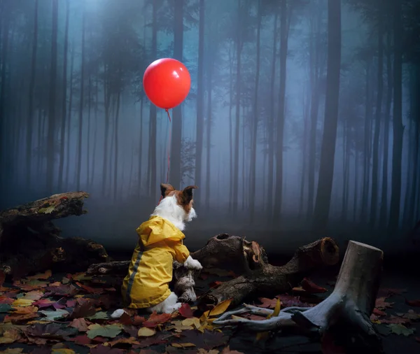 Dog in a yellow raincoat with a red ball on a background of a foggy forest. Halloween, jack russell terrier, mystic — Stock Photo, Image