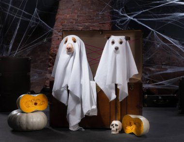 Cadılar Bayramı için bir hayalet olarak köpek göğsünde oturur. Kutlama havası, korkutucu ve ürkütücü. Nova Scotia Ördek Çalan Köpek kostümlü