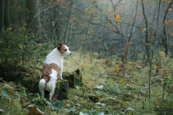 Pies w żółtych liściach w parku. Jack Russell terrier na spacer w jesiennym parku — Zdjęcie stockowe