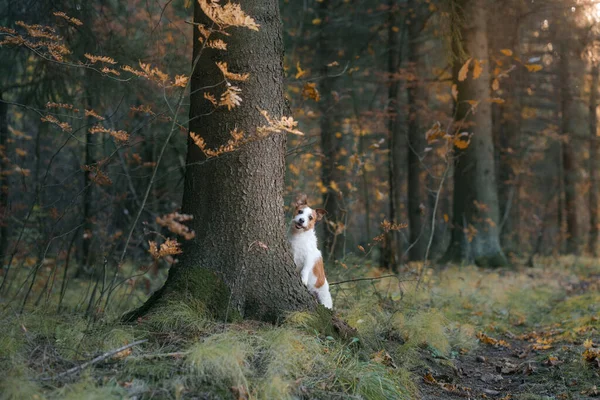 Σκύλος με κίτρινα φύλλα στο πάρκο. Jack Russell Terrier για μια βόλτα στο πάρκο φθινόπωρο — Φωτογραφία Αρχείου