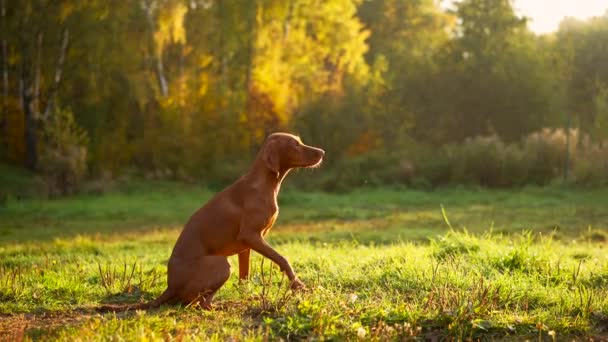 Cão na floresta de outono. Húngaro vizsla ao ar livre — Vídeo de Stock