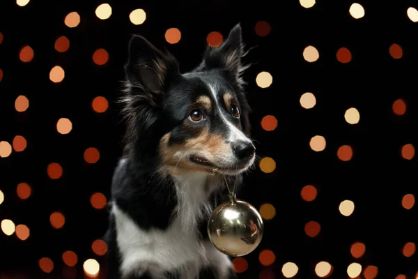 Cane sullo sfondo delle luci di Capodanno, bokeh. Natale animale domestico. — Foto Stock