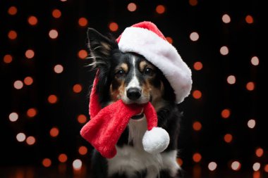 Yeni yıl ışıklarının arkasındaki köpek, bokeh. Noel hayvanı. Border Collie şapkalı.
