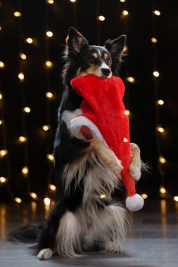Yeni yıl ışıklarının arkasındaki köpek, bokeh. Noel hayvanı. Border Collie şapkalı.