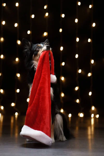 Cane sullo sfondo delle luci di Capodanno, bokeh. Animaletto di Natale. Collie di confine in un berretto — Foto Stock