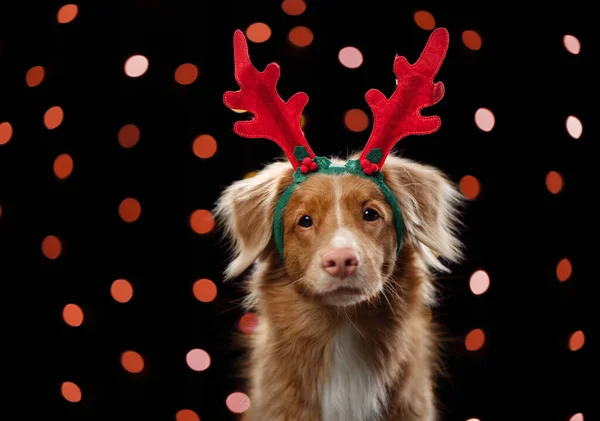 Cane dai capelli rossi sullo sfondo delle luci di Capodanno, bokeh. Animaletto di Natale. Nova Scotia Duck Retriever in Carnevale Antlers cervi — Foto Stock