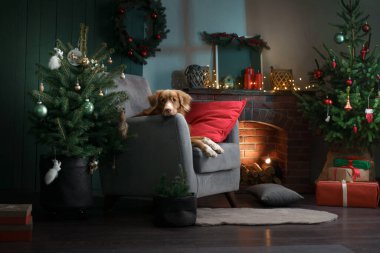 Noel ağacı ve şöminenin yanındaki köpek. Yeni yıl havası. Nova Scotia Retriever tatil manzarasında, evde