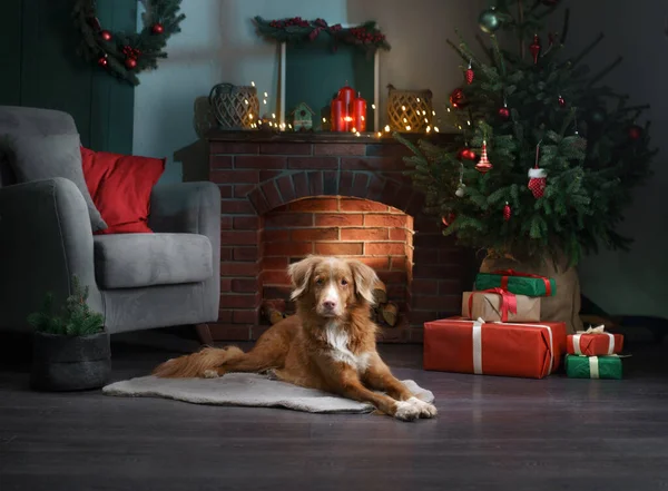 Pes u vánočního stromku a krbu. Novou náladu. Nova Scotia Retriever v rekreační scenérii, doma — Stock fotografie
