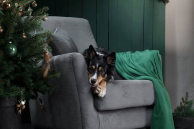 Noel ağacının yanındaki sandalyede oturan bir köpek. Yeni yıl atmosferi. Tatil sınırı çoban köpeği 