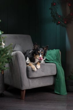 Noel ağacının yanındaki sandalyede oturan bir köpek. Yeni yıl atmosferi. Tatil sınırı çoban köpeği 