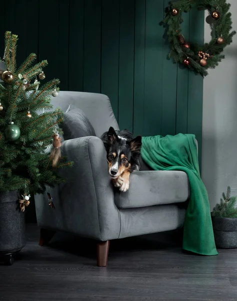 Pes na židli vedle vánočního stromku. Novoroční atmosféra. kolie prázdninových hranic — Stock fotografie