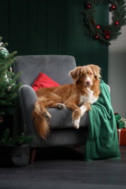 Noel ağacının yanındaki sandalyede oturan bir köpek. Yeni yıl atmosferi. 