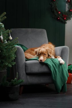 Noel ağacının yanındaki sandalyede oturan bir köpek. Yeni yıl atmosferi. 